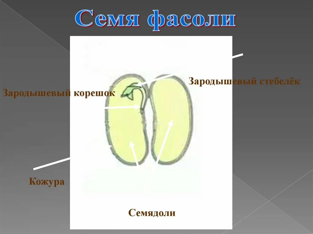 Из семядолей стебелька корешка и почечки. Зародышевый корешок семени фасоли. Семенная кожура семядоли. Семенная кожура зародышевый корешок. Зародышевый корешок фасоли рисунок.