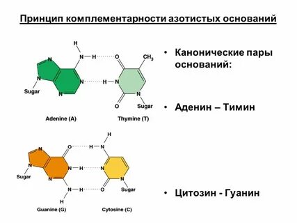 Какого азотистого основания в молекуле днк
