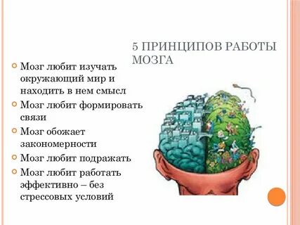 Системы развития мозга