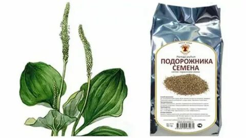 Семена подорожника от чего помогают