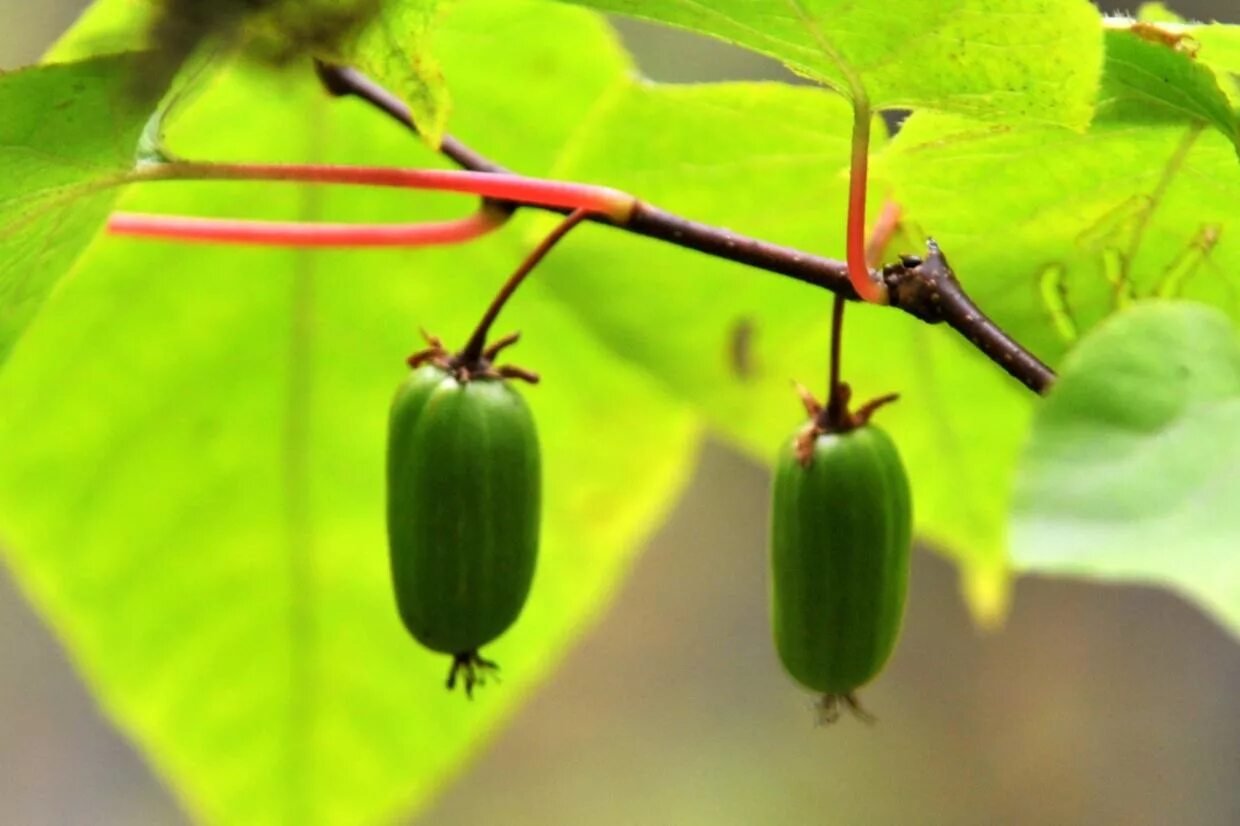 Кыш мыш. Актинидия кишмиш. Актинидия аргута кассиопея. Кишмиш дальневосточный. Актинидия кишмиш.