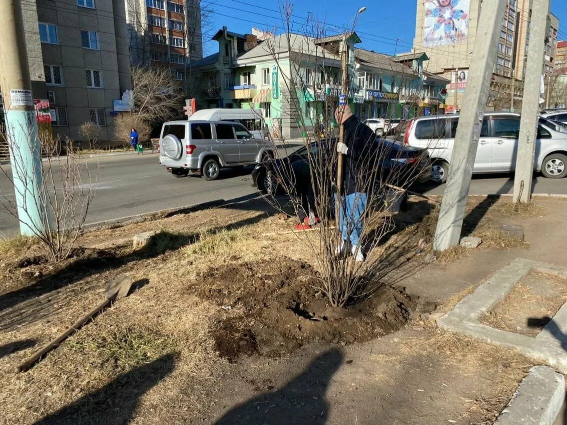 Код на высадку. Деревья Чита. Деревья в Чите. Уничтожение тополей в городе. Посадка деревьев в Чите.