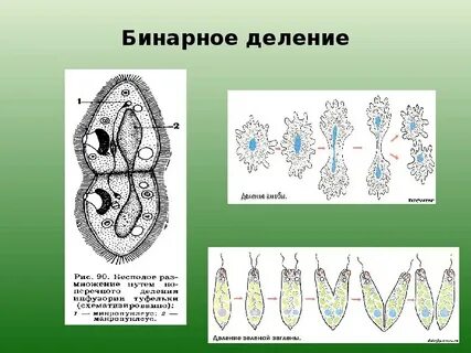 Бинарное разделение
