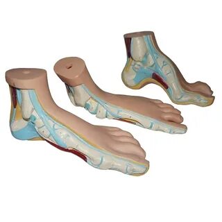 Set foot