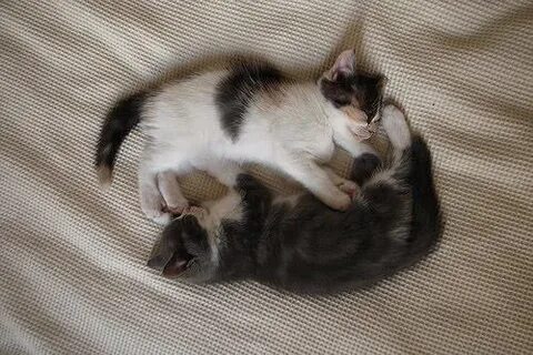 My sister is to cats