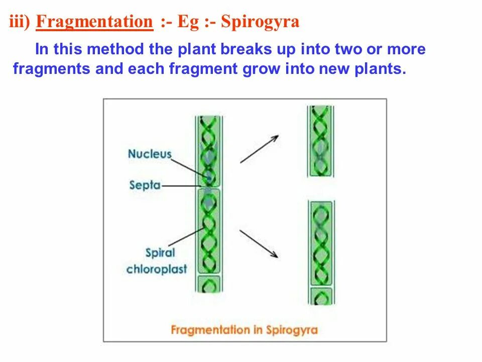 Спирогира питание. Фрагментация спирогиры. Фрагментация водорослей. Конъюгация спирогиры схема. Размножение фрагментацией водорослей.