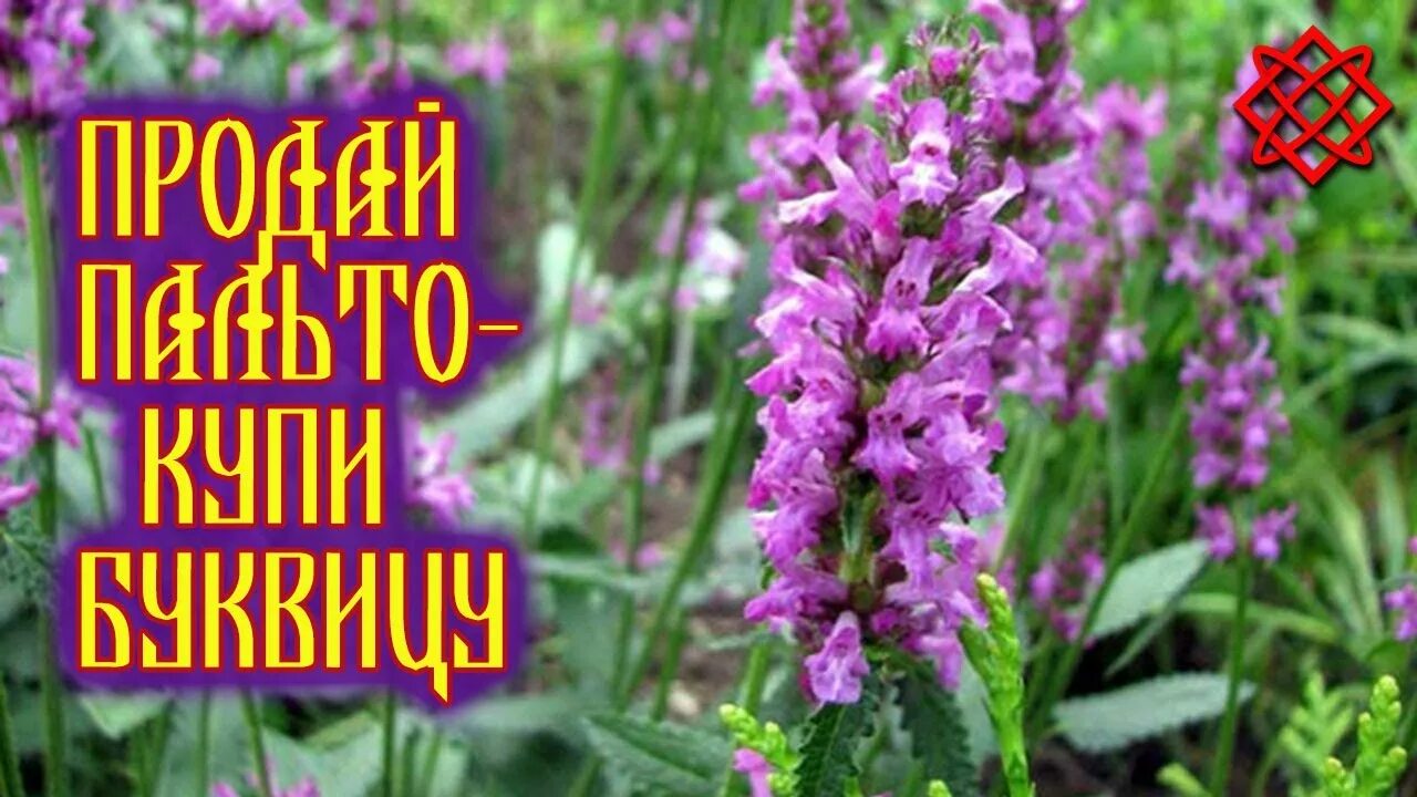 Буквица цветок фото и описание уход. Буквица (betonica grandiflora). Буквица цветок фото и описание уход. Буквица цветок фото и описание уход. Бетоника грандифлора.