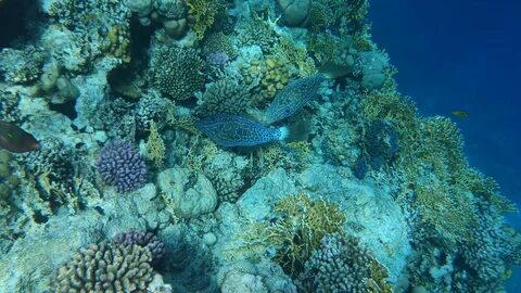 Рыбы красного моря шарм эль шейх