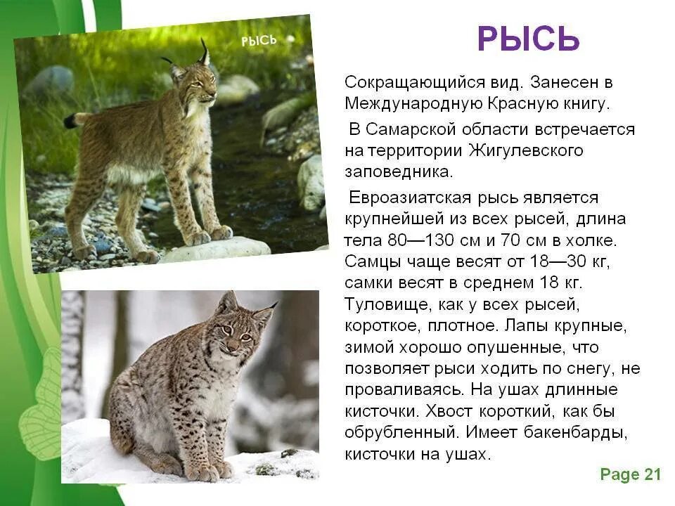 Содержание рыси
