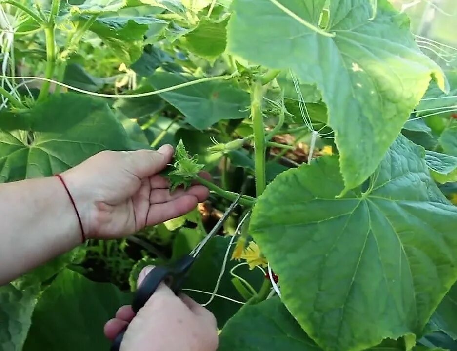 Пасынки у огурцов. Пасынки на огурцах. Пасынкование кабачков. Пасынкование огурцов.