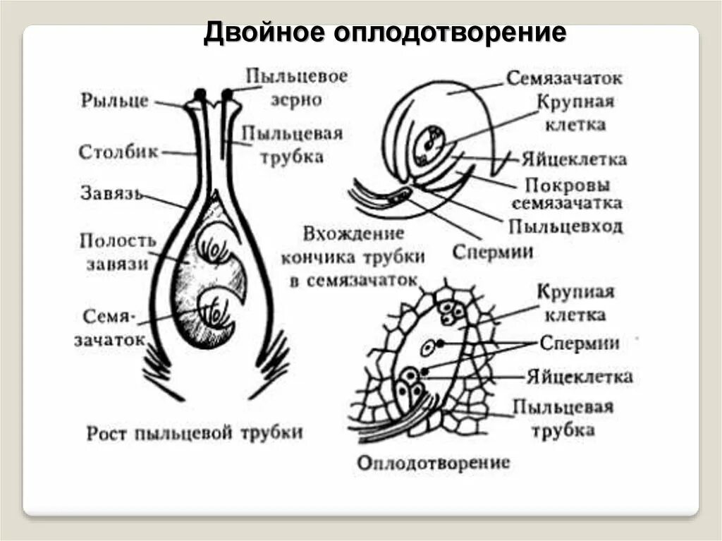 Схема двойного оплодотворения у покрытосеменных растений. Схема двойного оплодотворения у цветковых растений. Схема двойного оплодотворения у цветковых растений 6. Строение двойного оплодотворения.