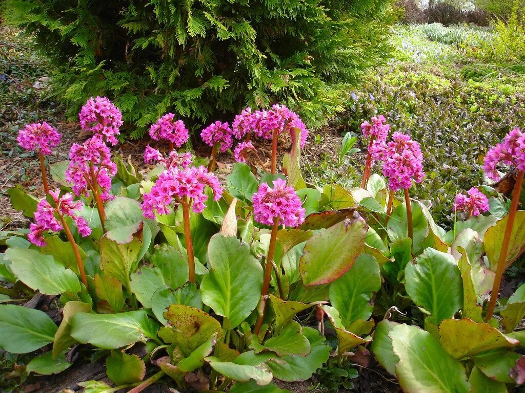 Бадан толстолистный. Бадан сердцелистный. Бадан толстолистный Bergenia crassifolia. Бадан Бергения. Цветок бадан фото и описание