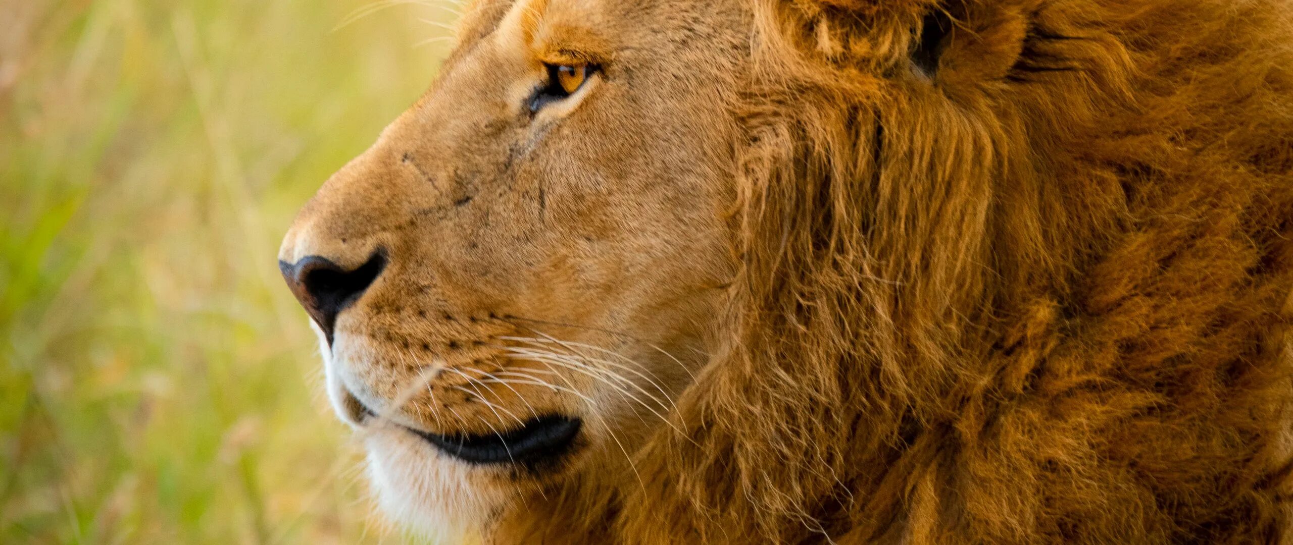 600 лев. Фото льва рисунок. Лев фото. 600 лев. Взгляд льва.