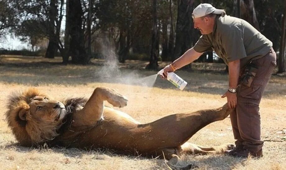 Смешной Лев. Жара животные. Пьяные животные. Пьяные животные в Африке.