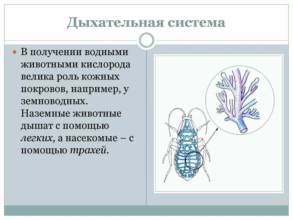 В чем особенность трахейного дыхания. Органы дыхания животных. Дыхательная система органов насекомых. Типы дыхания у животных. Дых система насекомых.