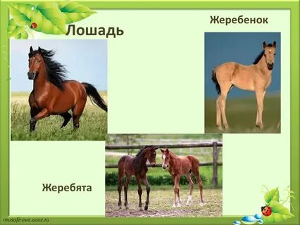 Жеребенок каждый день подрастал и стал