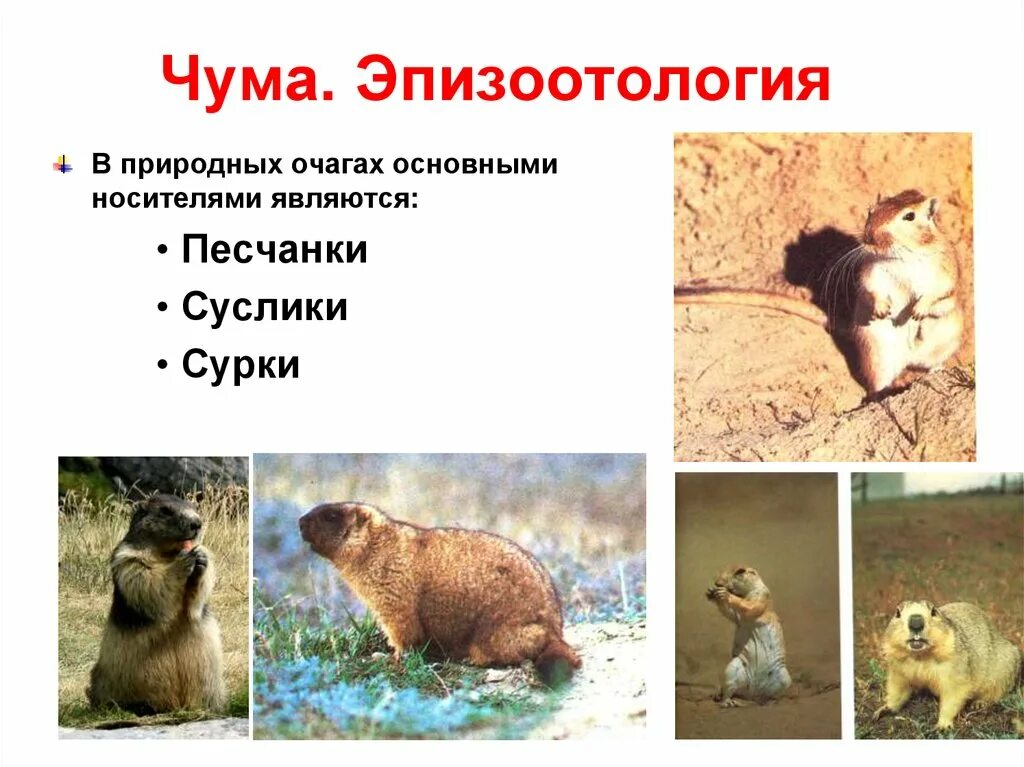 Суслики в самаре. Чем отличаются сурки от сусликов. Чума сусликов. Суслик монгольский монгольский. Лысый суслик.