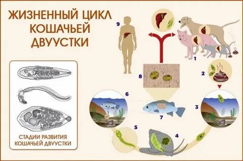 Кошачья двуустка цикл
