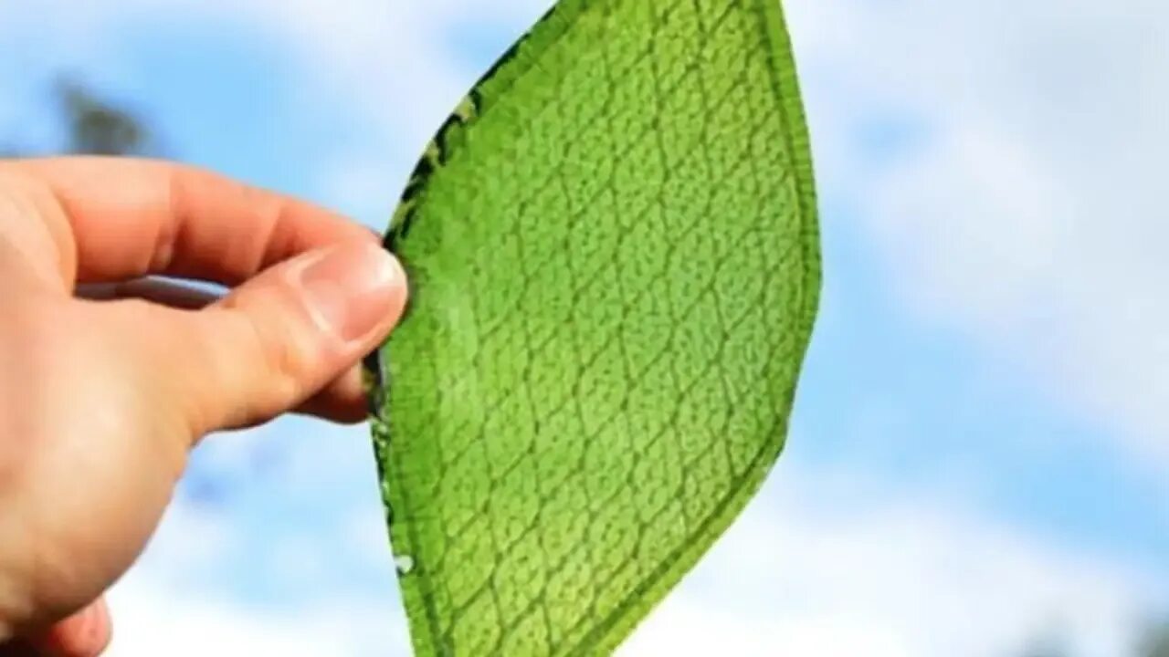 Лист будущего. Искусственные листья который генерирует электричество. Искусственные листья изобретение. Искусственные листья наука. Искусственные листья в будущем.