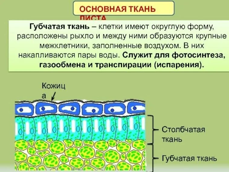 Выполняемые функции губчатой. Столбчатая ткань и губчатая ткань. столбчатая и губчатая основная ткань. губчатая ткань листа функции. столбчптая и гбчатпя ькань.