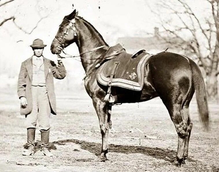 Famous horses. Знаменитые лошади в истории. Легендарные жеребцы. Famous horses. Вестерн лошади знаменитые.