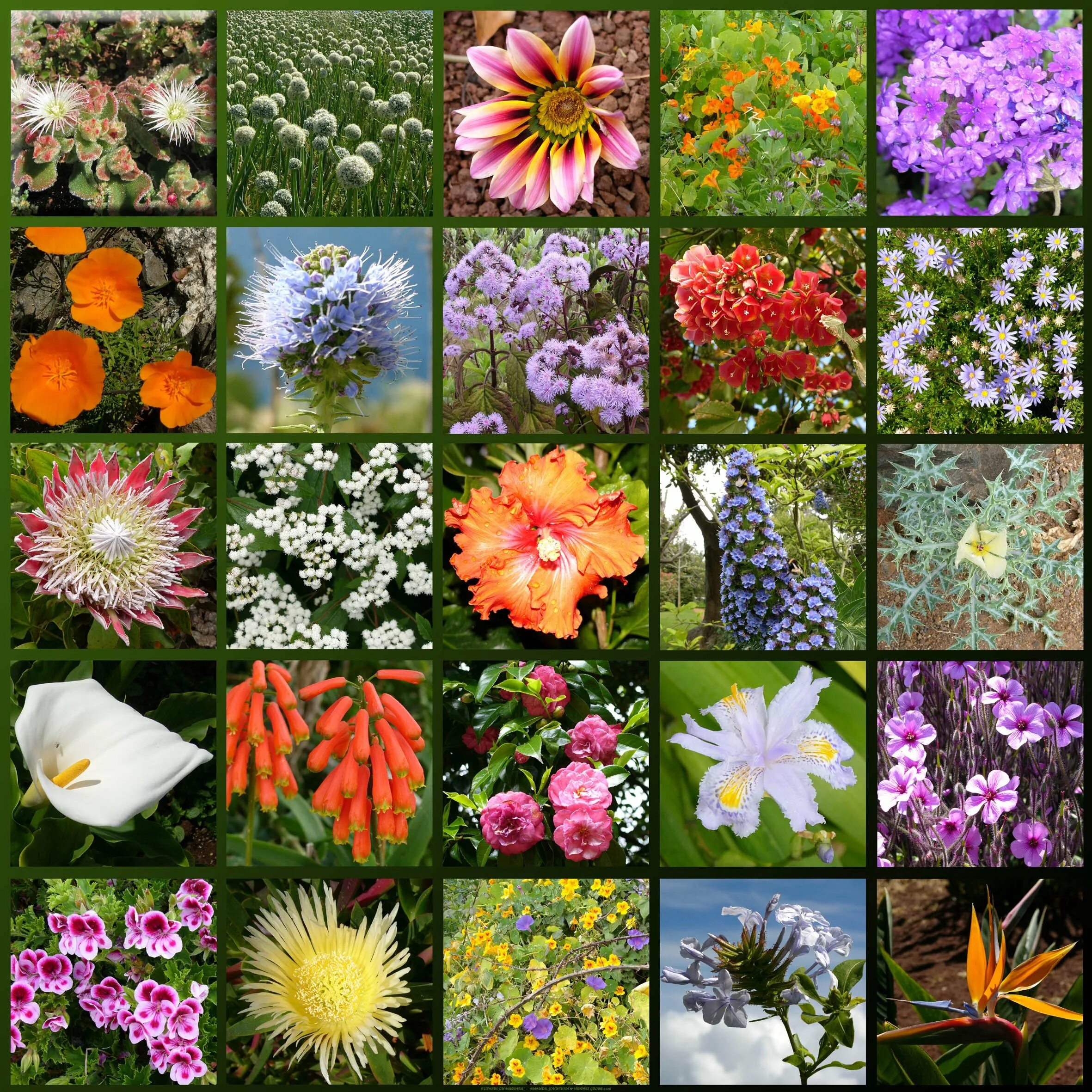 Разные цветы точно по времени. Разные растения. Цветковые растения. Разные цветы. Многообразие цветов в природе.