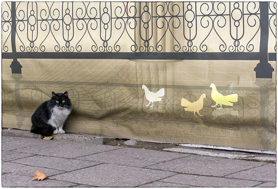 Кот на карнизе. Кот и голубь. Коты на голубях. Кошки на крыше.