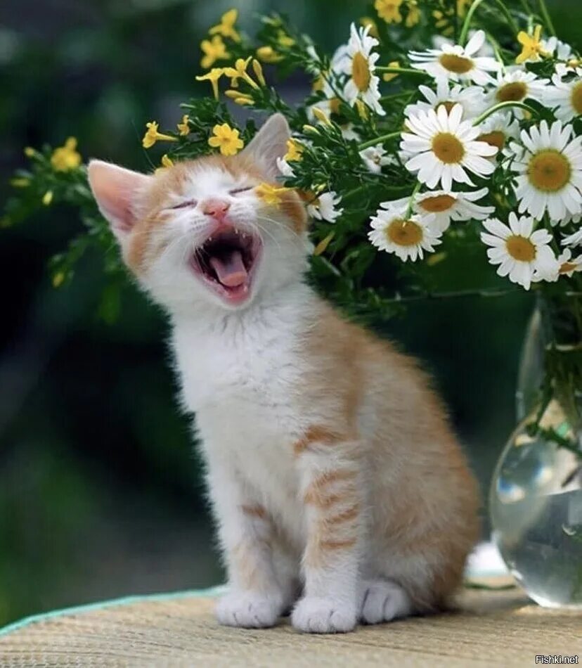 Доброе весеннее утро с котятами. Котенок в ромашках. Цветы и животные. Настроение весны. Летний кот.