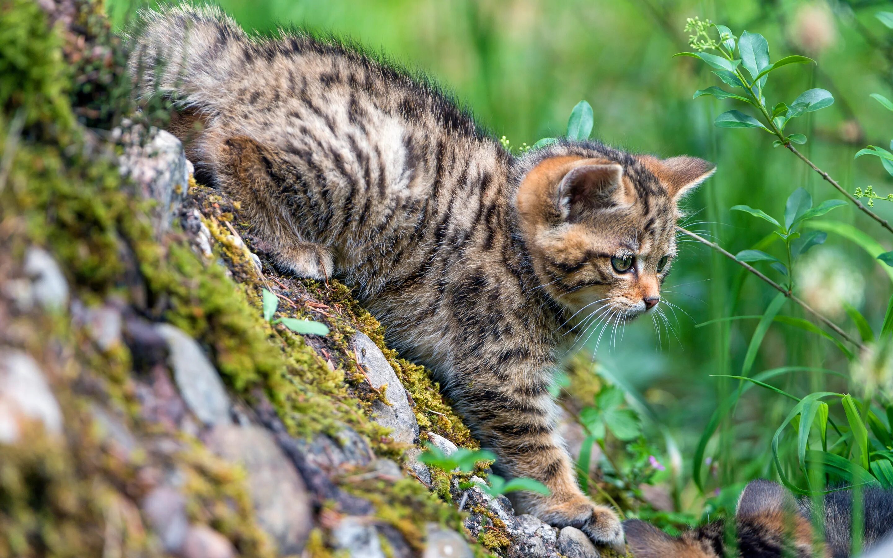 Лесная кошка котенок. Европейский лесной кот камышовый. Сибирская норвежская лесная кошка. Черноногая кошка. Европейский дикий лесной кот.