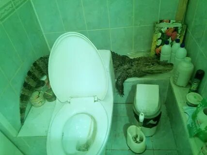 Крокодил в ванне прикол