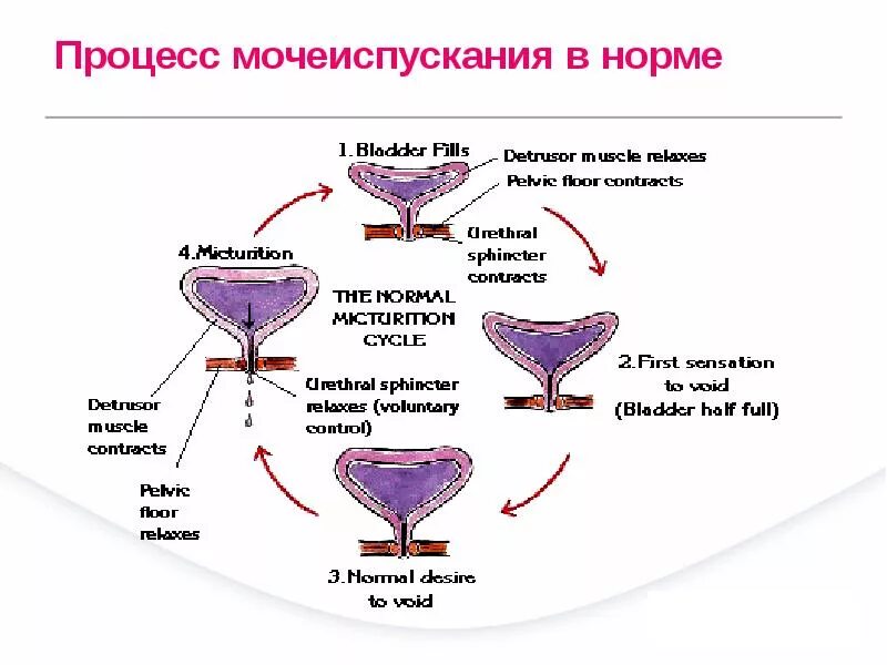 Правильное мочеиспускание. Схема процесса мочеиспускания. Процесс мочеиспускания анатомия. Мочеиспускание физиология. Акт мочеиспускания.