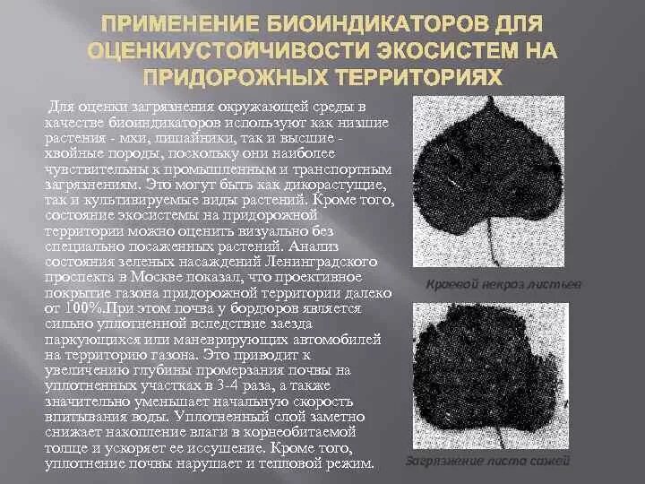 Мозаичное строение сообщества обусловлено