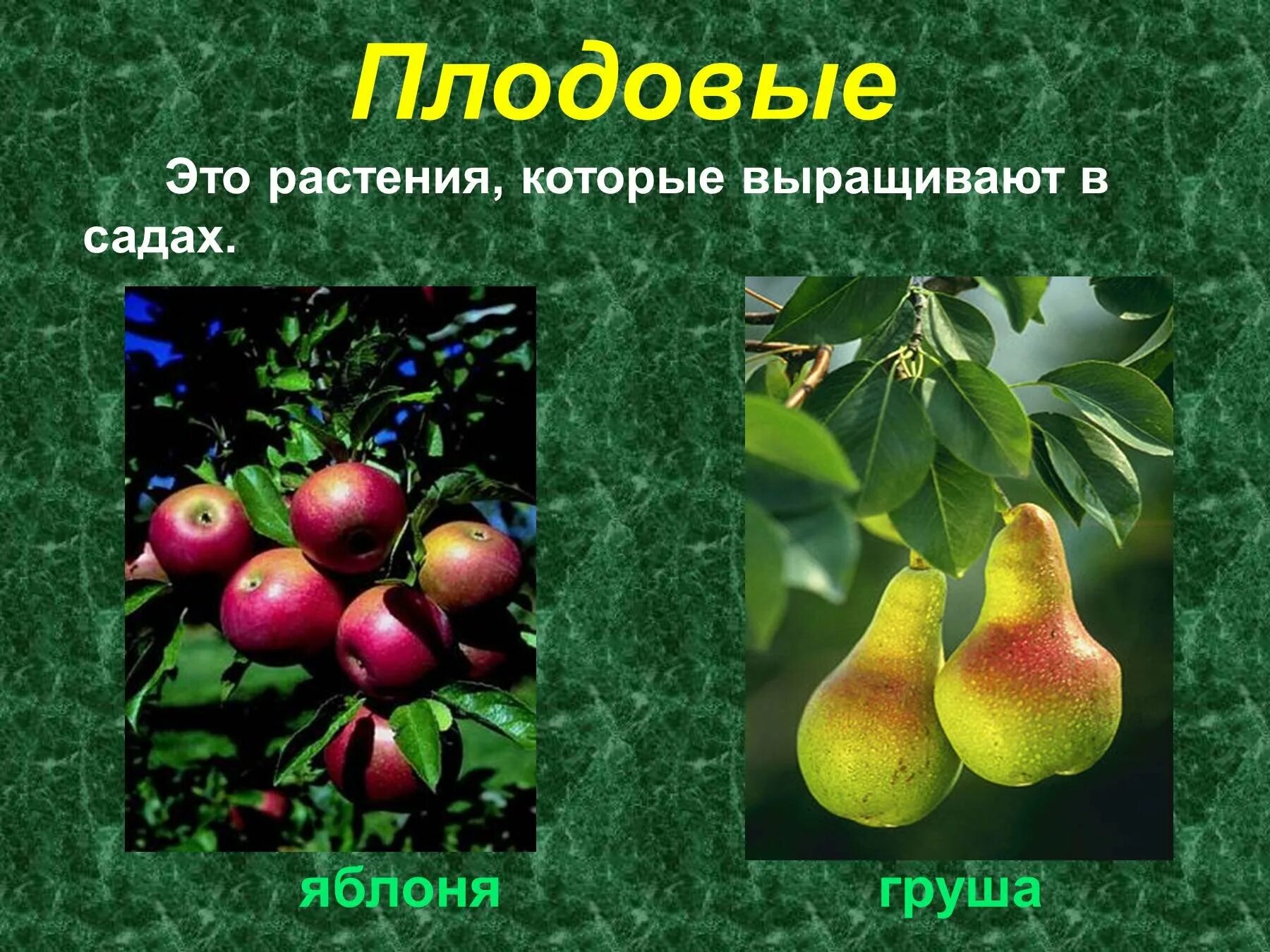 2 плодовых растений. Культурные растения. Культурные растения сада. Плодовые растения названия. Растения сада: яблоня, груша.