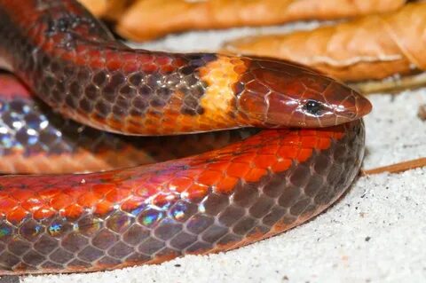 C snake