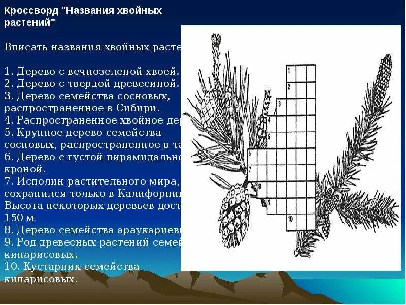 Кроссворд по биологии голосеменных и растения с вопросами и ответами. Кроссворд на тему Голосеменные растения 5 класс с ответами. Кроссворд по биологии по теме Голосеменные растения. Кроссворд по теме Голосеменные растения 5 класс.