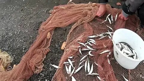 Видео ловить рыбки