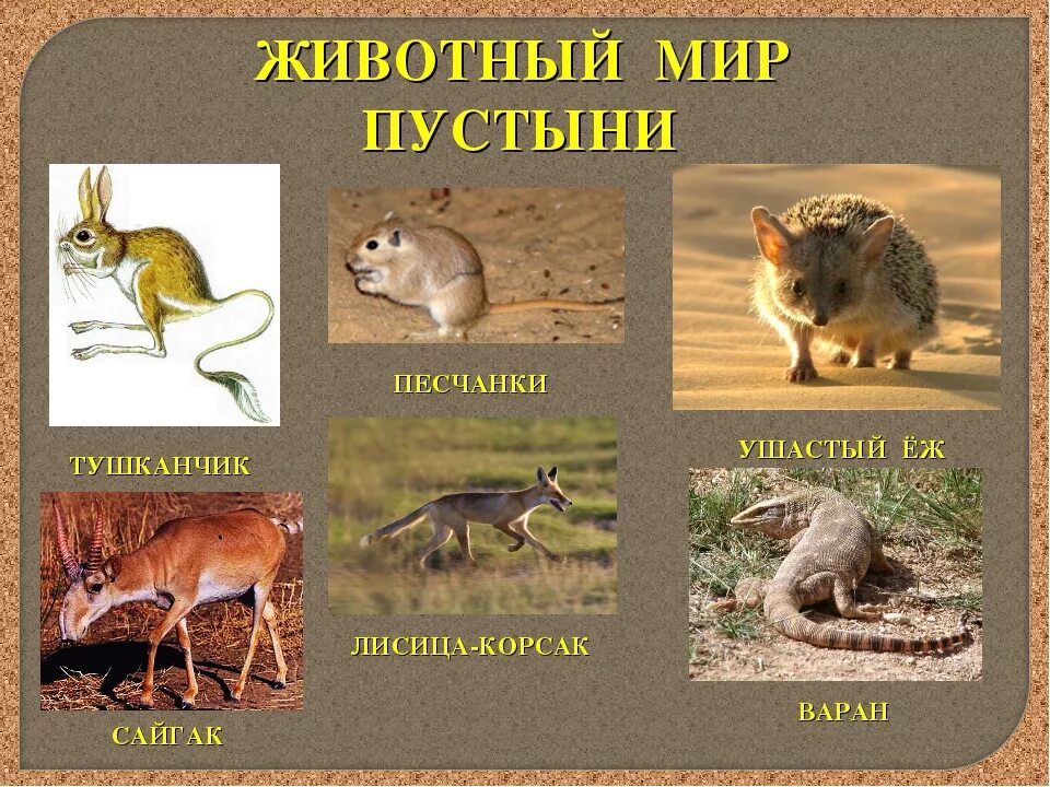 Какие животные в зоне пустынь. Зона пустынь животный мир. животный мир ь пустыни. растения b животные пустыни. типичные животные пустынь.