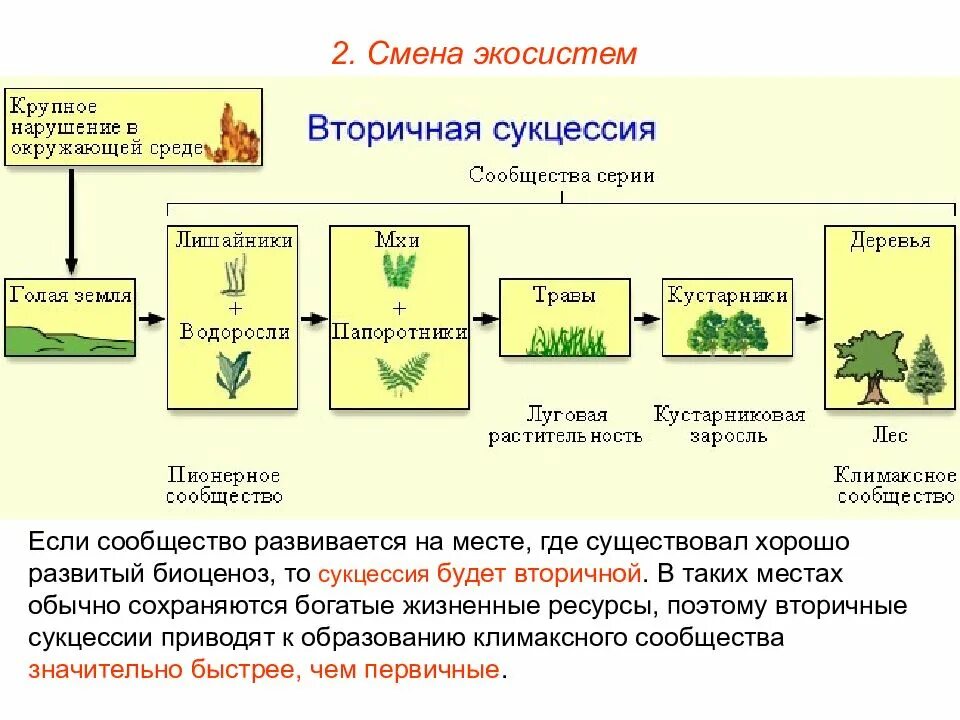 Организация экосистем презентация 9 класс. Смена экосистем. Изменение экосистемы. Смена биогеоценоза. Экосистема презентация.