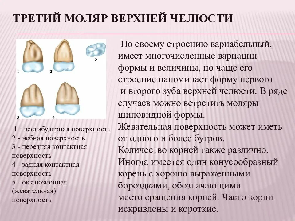 Признаки стороны зуба. Анатомическое строение моляров верхней челюсти. Строение третьего моляра верхней челюсти. Анатомические особенности моляров верхней челюсти. Третий верхний моляр анатомия.