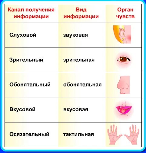 Вкус лимона вид информации по форме представления. Каналы получения информации. виды каналов получения информации. вид информации чувство орган. канал получения информации виды информации орган чувства.