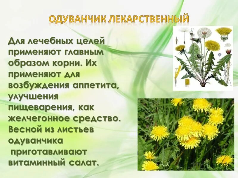 Описание одуванчика для 3. Одуванчик лекарственный описание. одуванчик описание. лекарственные травы одуванчик описание. одуванчик доклад для детей.
