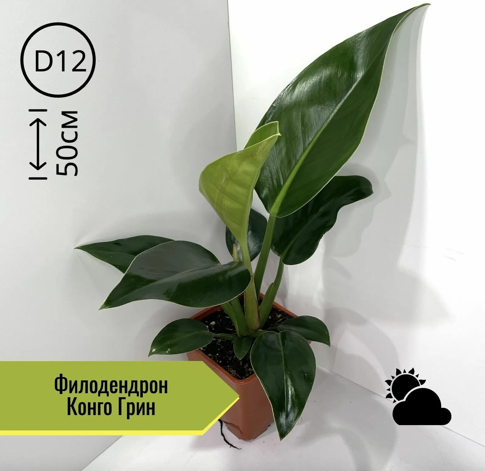 Грин конго. Филодендрон конго грин. филодендрон конго грин марбл. филодендрон грин конго вариегатный. филодендрон грин конго марбл вариегатный взрослый.