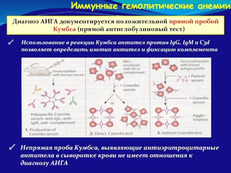 Определение антител к эритроцитам