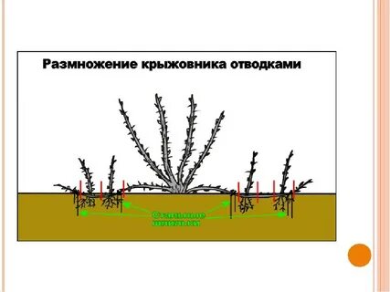 Расстояние между крыжовником при посадке