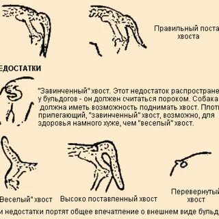 Какой хвост должен быть