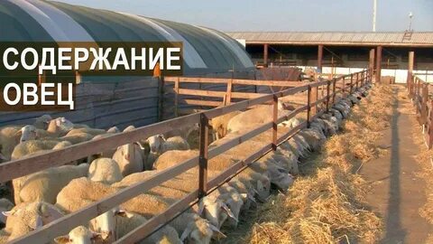 В двух загонах 88 овец