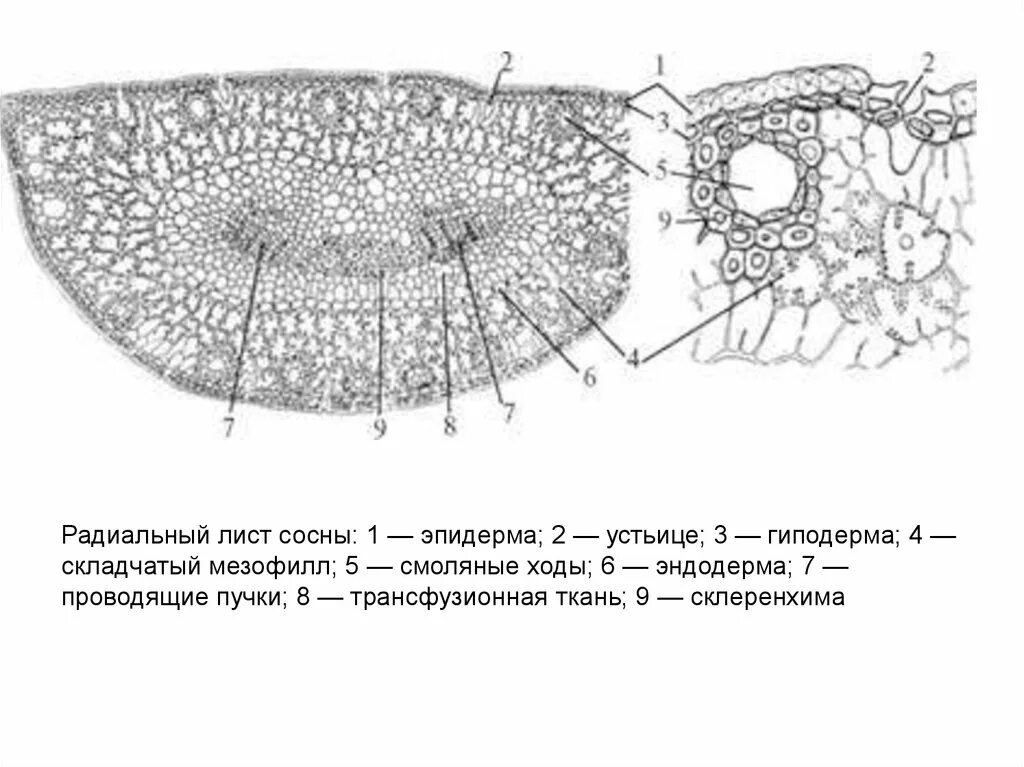 Радиальный лист. Радиальный лист