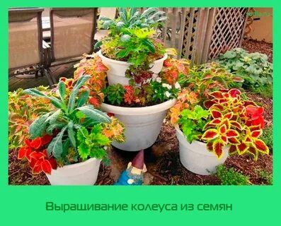 Когда сажать колеус на рассаду