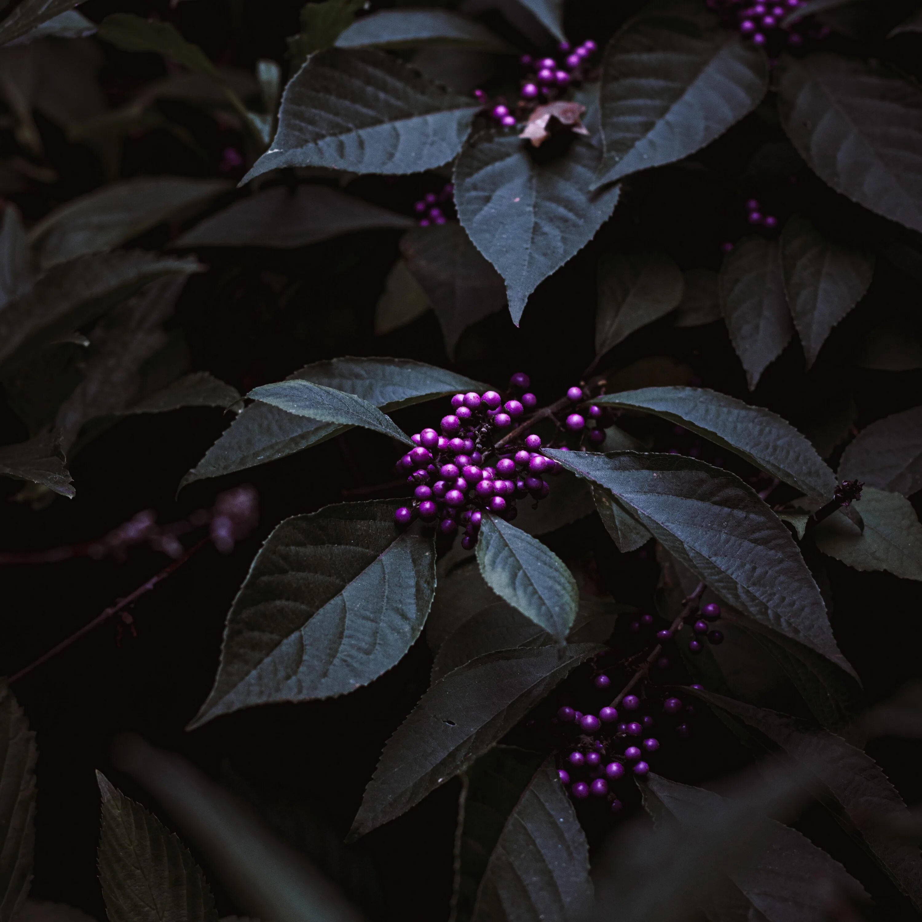 Темно фиолетовые листья растение. Красивоплодник Бодиньера. Волчья ягода черная. Темно фиолетовая ягода. Фиолетовые ягоды.