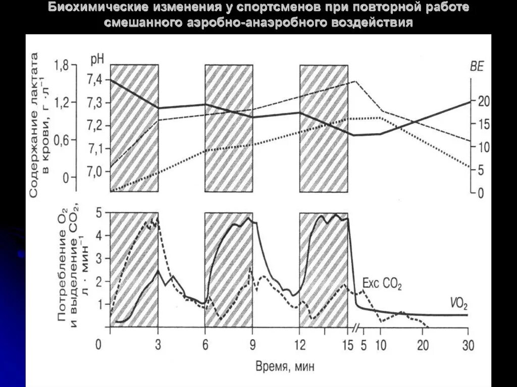 Изменения крови у спортсменов. Биохимические основы выносливости. Биохимические основы выносливости спортсменов. Биохимические изменения в организме при физических нагрузках. Биохимические изменения в мышцах при физической нагрузке.